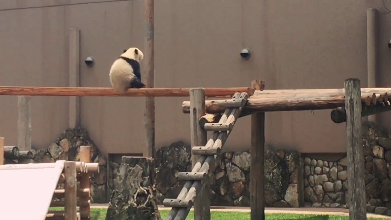 Ребенок-панда, который не может слезть и выглядит как прачечная