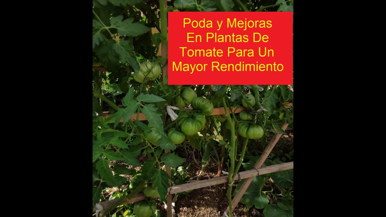 TOMATES Y PIMIENTOS EN HUERTO URBANO, COMO PRODUCIR EN ESPACIOS REDUCIDOS