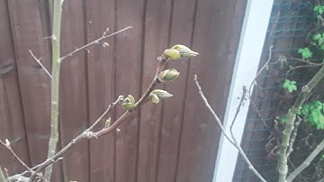 Persimmon Mount Goverla, earliest hybrid to leaf out suffers serious frost damage 🙄