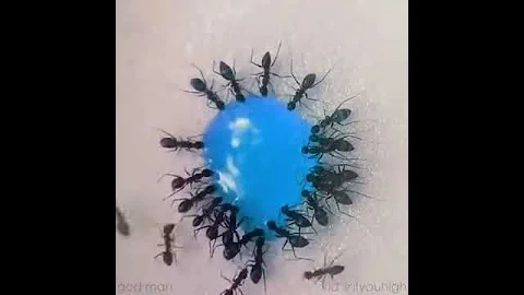 Муравьи любят сладкое