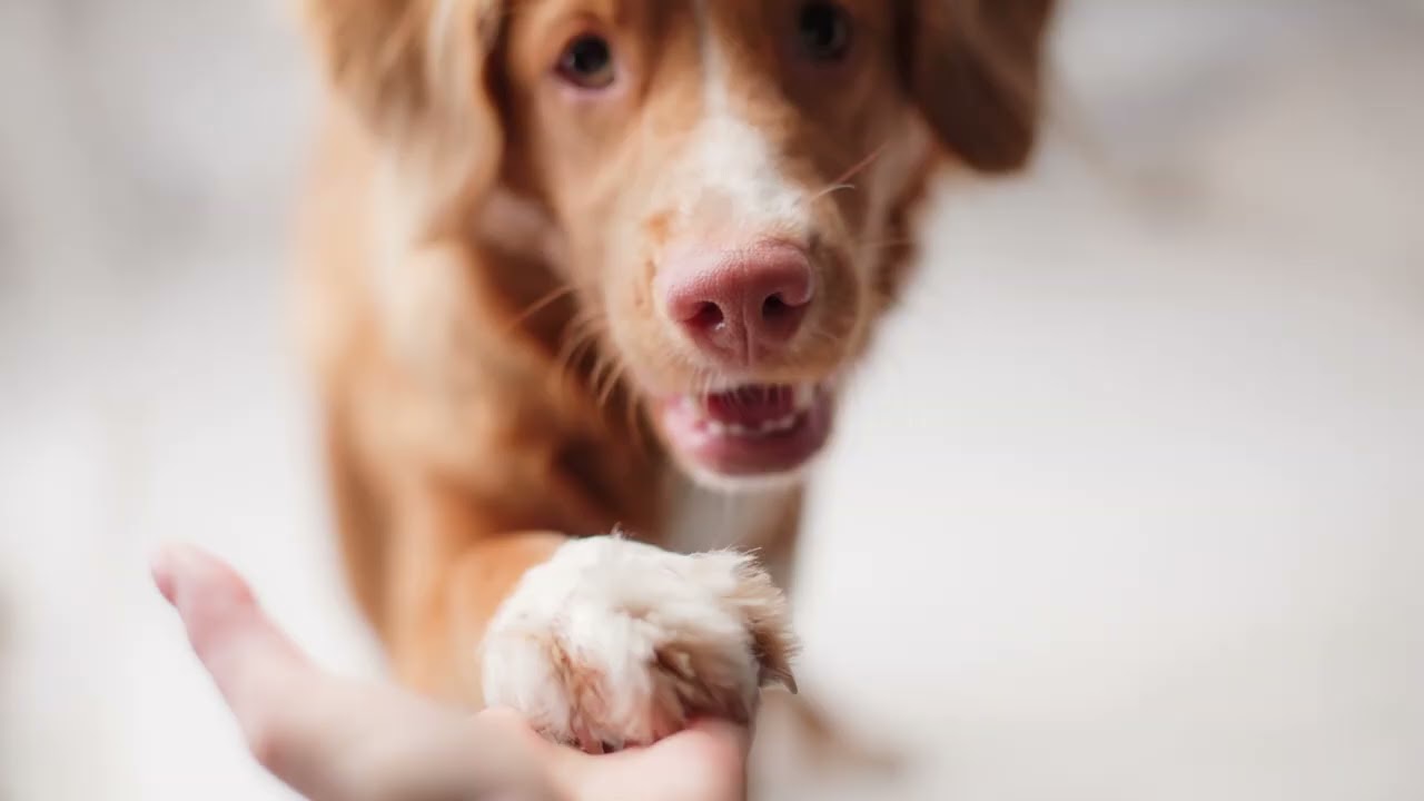 Connect With Your Animal's Spirit