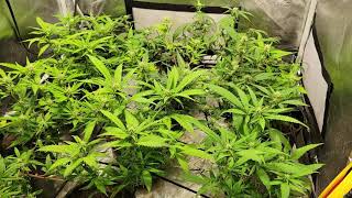 Indoor update 3x3 tent scrog 12 plants week 3 flower.  #simpro simply professional formula.