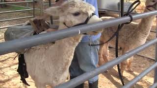 Alpaca saddle training with weights on the saddles Part 1
