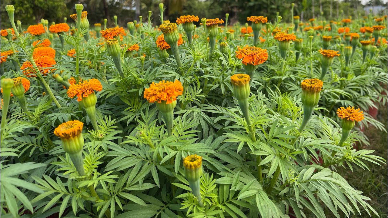 TẬP 8 | HƯỚNG DẪN TRỒNG HOA VẠN THỌ TẾT 2026 | NỤ HOA 20/12 ÂL & XUẤT BÁN