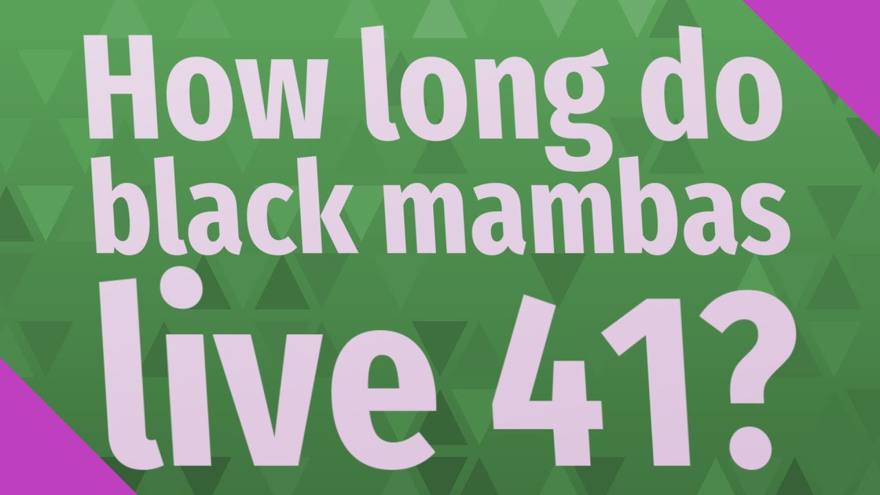 How long do black mambas live 41? - YouTube