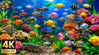 Caribbean Sea Life 4K ULTRA HD 🐟 Exotic Tropical Fish & Soft Piano for Peaceful Sleep and Relaxation screenshot 4
