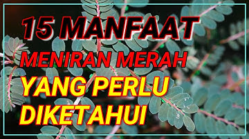 15 Manfaat Meniran Merah Yang Perlu Diketahui