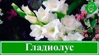 видео Посадка и уход за ацидантерой в домашних условиях, а также в открытом грунте (фото)