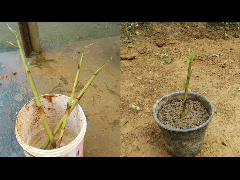 How to grow bamboo from cuttings| Fast method for growing bamboo - YouTube