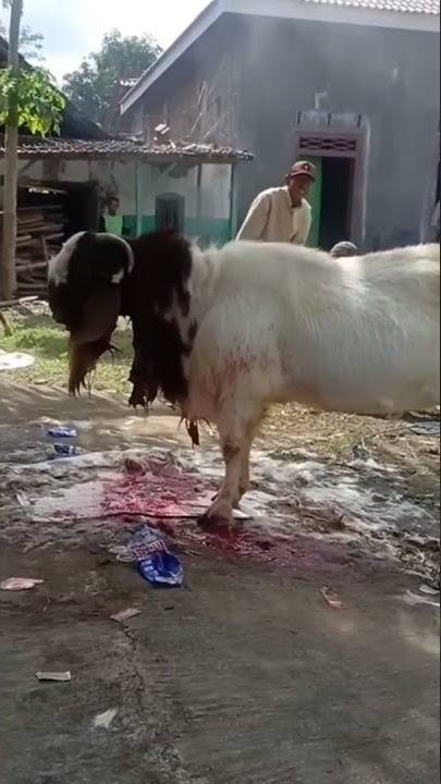 Kambing Kurban 2 Kali Potong Terbangun Lagi #shorts #iduladha