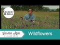 Tips for Growing Colorful Wildflowers  | Garden Style (701)