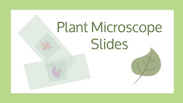DIY Plant Microscope Slides