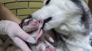 ВЛОГ: щенячий патруль / #мама спасает щенков / маламут Луна рожает!