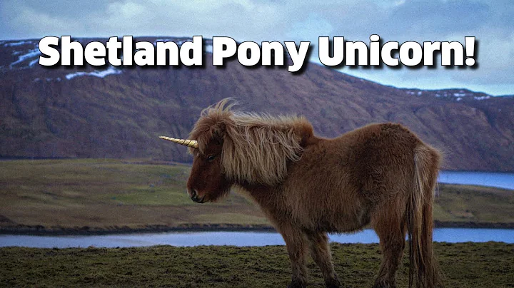 #ShetlandUnicorn Eunice the Shetland Pony Unicorn