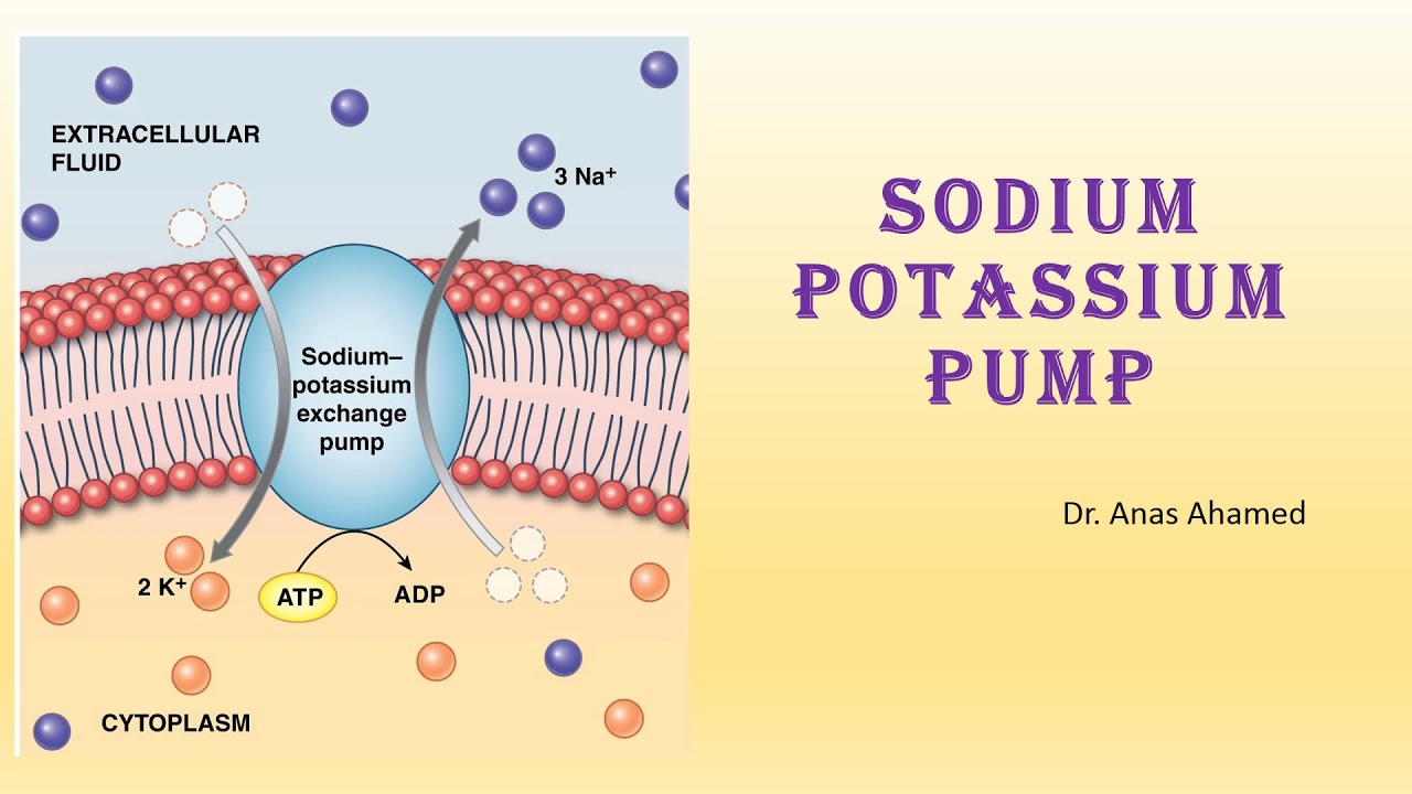 SodiumPotassium Pump ⛽/explained easily in Tamil Dr.Anas Ahamed YouTube