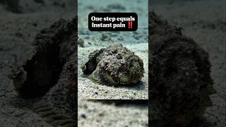 Stonefish‼️#animalfacts #deadlyanimals #oceananimals #wildlife #viralvideo