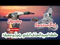 رحلة العودة خلطة لصيد الحذف الشتوي وأبو مجرفة Hunting Mix Of Eurasian Teal And Shoveler 