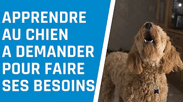 Comment savoir si mon chien a envie de faire ses besoins