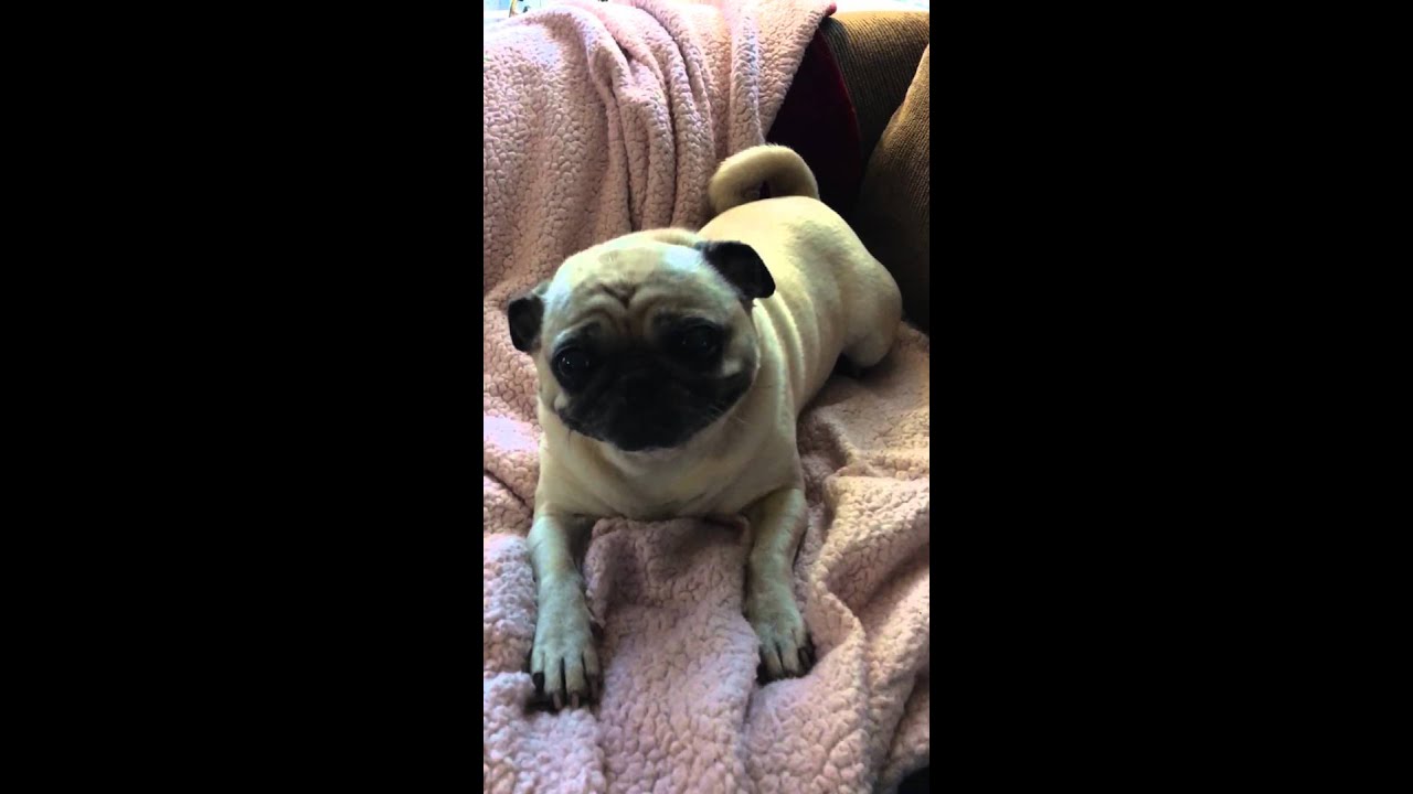 Pug with Kennel cough - YouTube