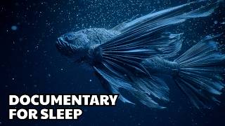 What Exists in the Deep Ocean Darkness? | A Calm Scientific Exploration for Sleep