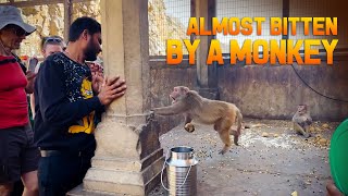 We Visited Monkey Temple | Travel Vlog Rajastan | Ursha and Greg