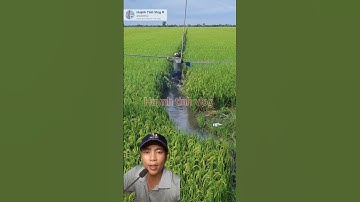 bất ngờ cách xịt lúa mướn xịn xò ở miền tây #shorts #videoviral