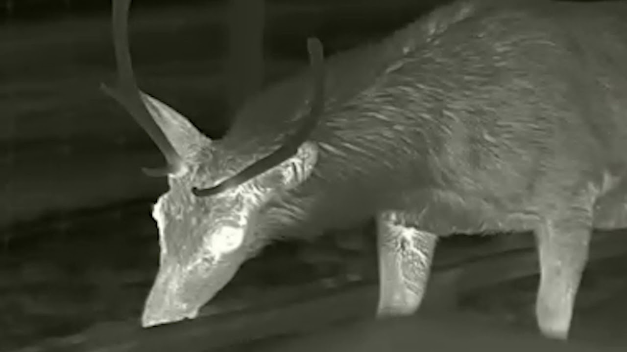 Zeiss DTI Thermal Imaging Hunting, Wildlife, Deer Stalking YouTube