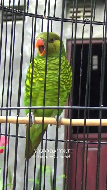PERKICI PANTAI MENCARI LAWAN GACOR #birds #masteranjernih #kicaumania