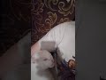 Кот балдеет