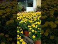 ngấm hoa tết cả nhà yêu 🌹