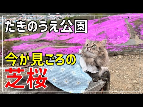 【絶景】北海道の芝桜！今が見ごろのペットと行ける滝上公園の芝桜をご紹介【北海道ドライブ】