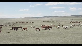 Коневодство  гордость Бурятии