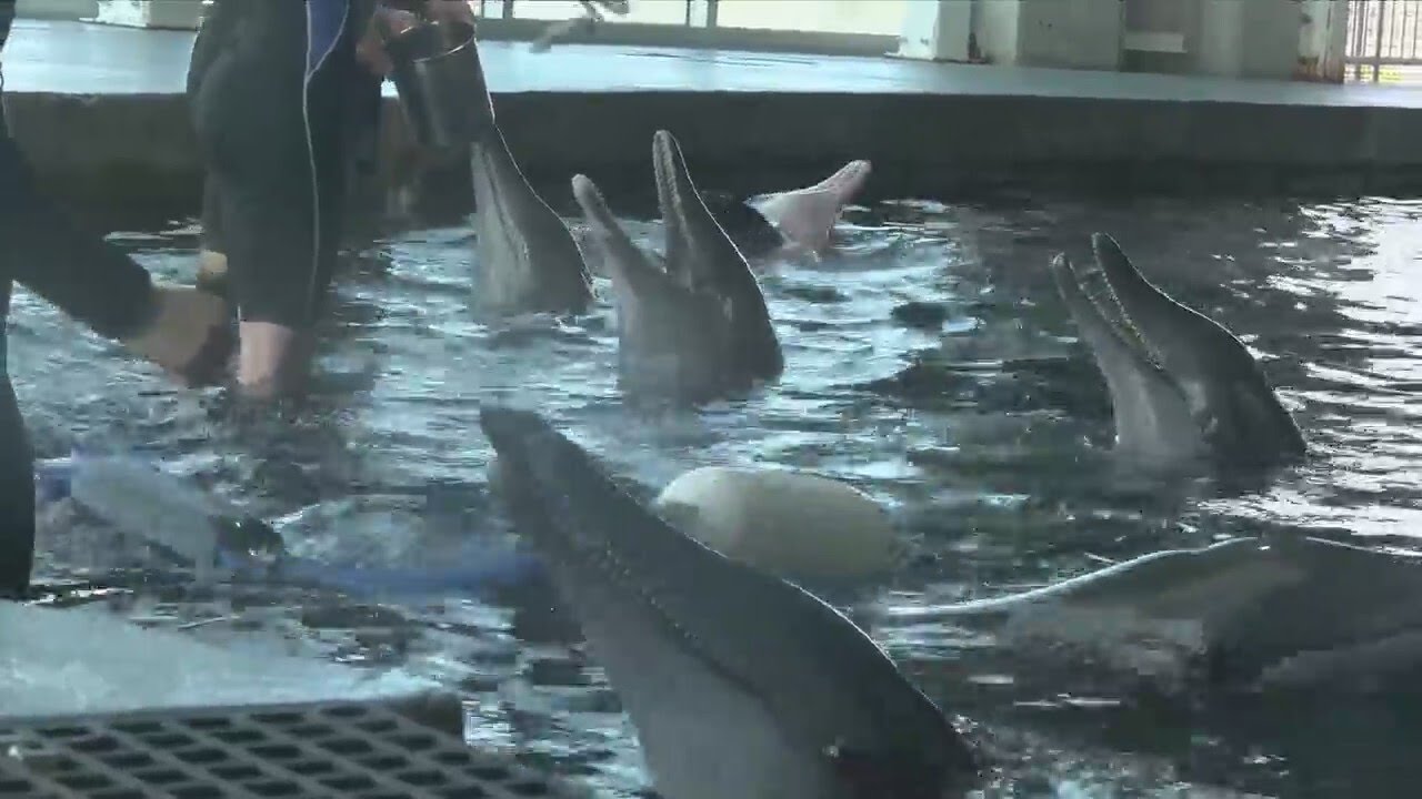 Former Gulf World dolphins thrive at Clearwater Marine Aquarium