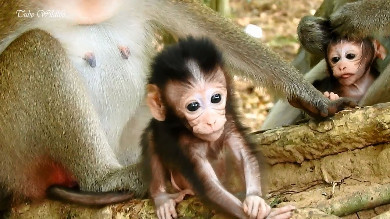 petco hours Little baby CARLINO is so cutie when his fur going up like this/ CARLINO is so lovely & precious.