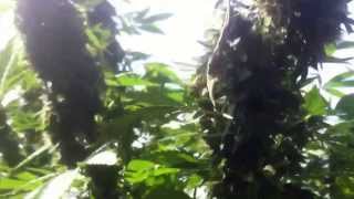Out door grow oct23 2013 , time to flush??? Let me kno what u think ??