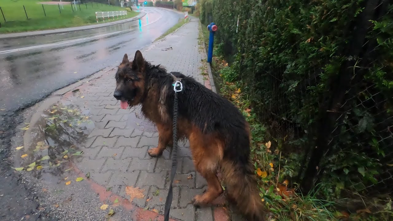 Deszczowy spacer z Owczarkiem Niemieckim/A rainy walk with the German