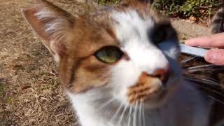 公園を散歩中の野良猫を捕まえてモフモフする