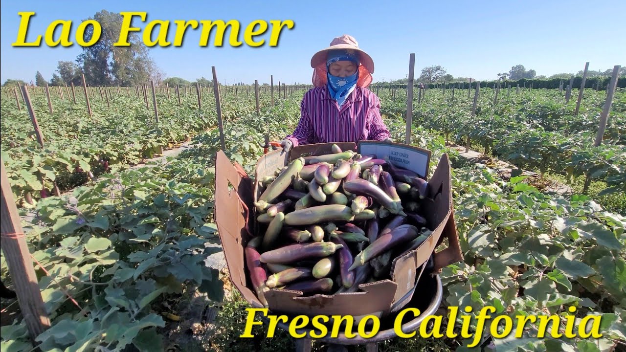 Lao Farmer make a living, Harvest eggplant at the Farm in Fresno YouTube