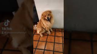 Chow chow reto ☺️?