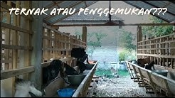 Penggemukan atau ternak kambing? Mana yang untung? - Durasi: 6.55. 