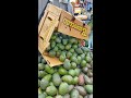 How This Market Ripens Over 300,000 Avocados a Week! #Shorts