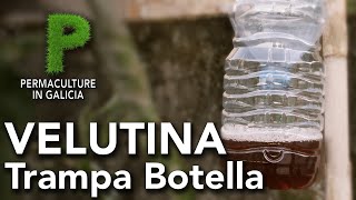 Trampa para Velutina con botella | Permacultura en Galicia
