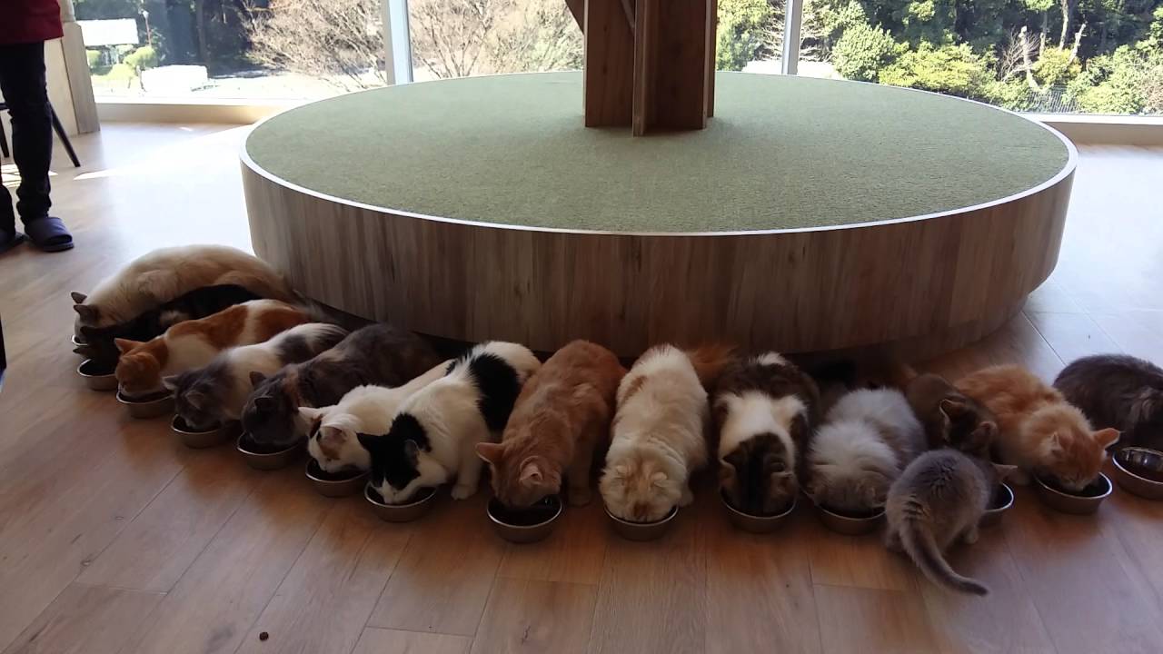 Mocha Cat Cafe Harajuku - YouTube