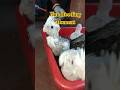“Small Baby, Big Hunger 🐥😱 Adorable Handfeeding Moment!”#shorts #parrot #cockatiel