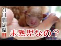 【犬未熟児 育て方】出産後3日間が勝負⁈小さい命の記録ブリーダーができることとは？（あだ名発表）