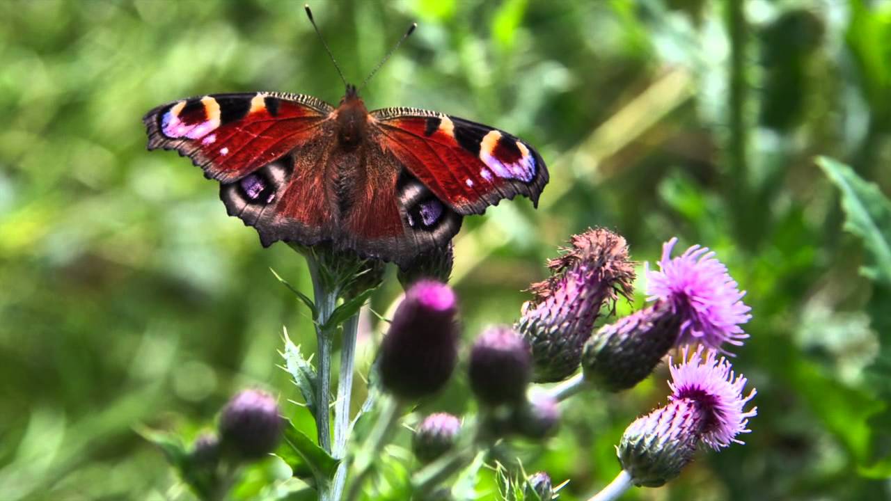 Natuurlijke tuin youtube