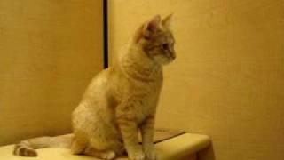 Goldie 2  Red Mackerel Tabby Kitten Shorthaired 06-03-2010