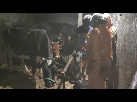 Rescue Operation of Cow Suffering from Dystocia in Hilly Area