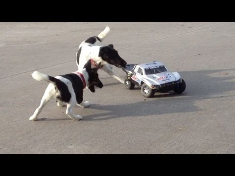 ラジコンが気になる犬  