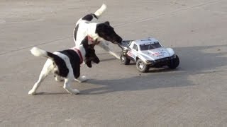 Dogs Attacking RC Car
